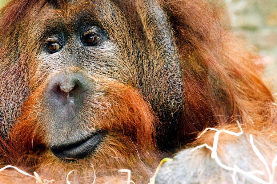 opice orangutan, great ape, zvíře
