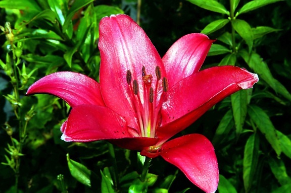 pétalos, flor rosada, flor del lirio
