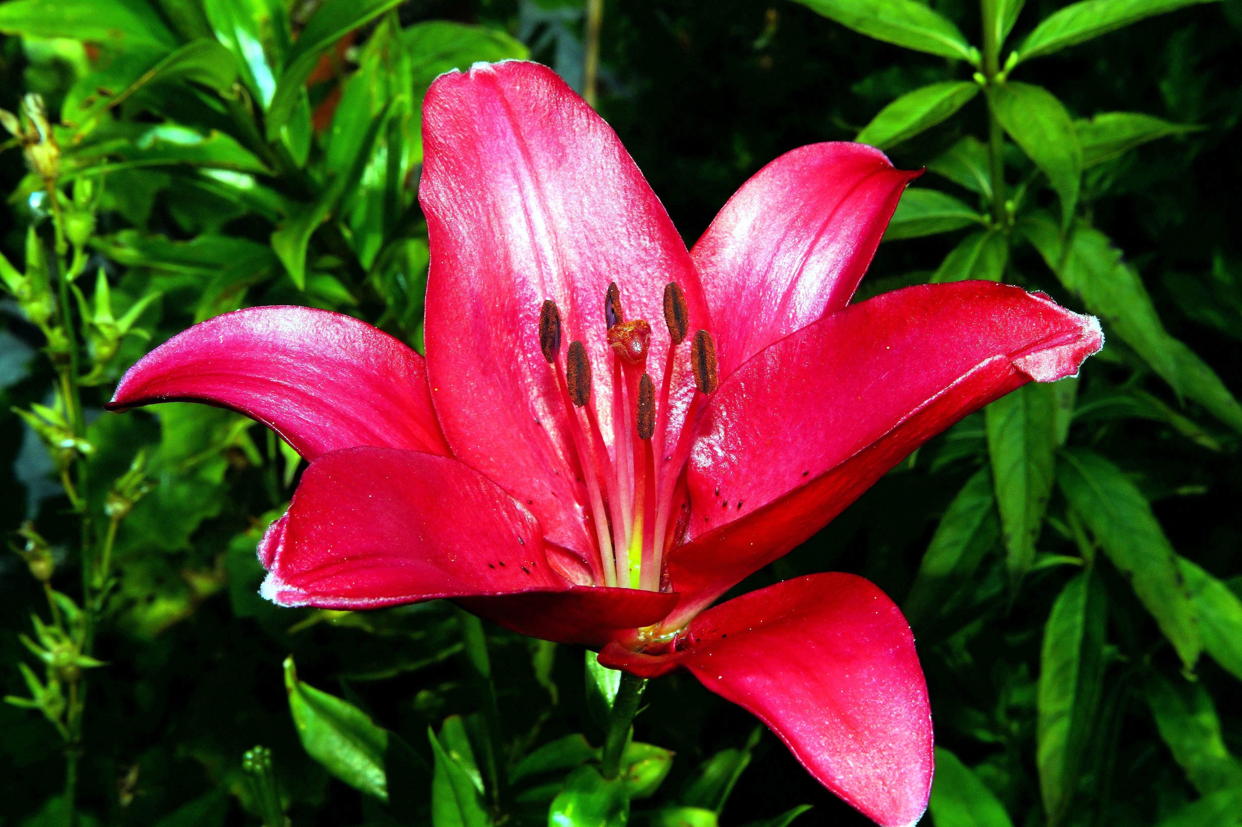 Imagen gratis: pétalos, flor rosada, flor del lirio