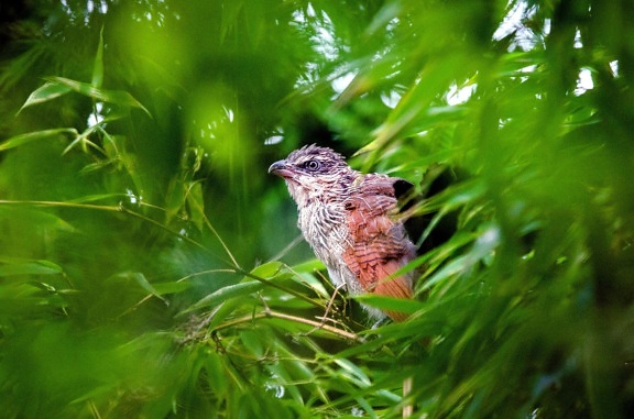 coucal 鸟, 树