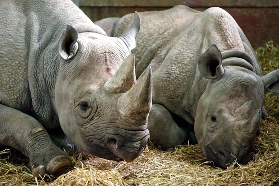 animales, rinocerontes, parque zoológico