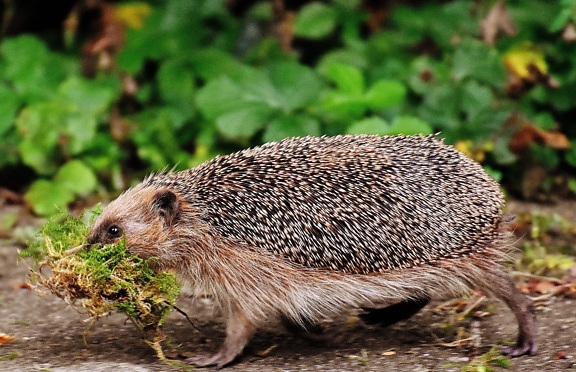 hedgehog, animal, forest, fauna