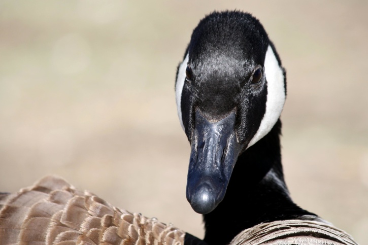 Canadian goose, close up, bird