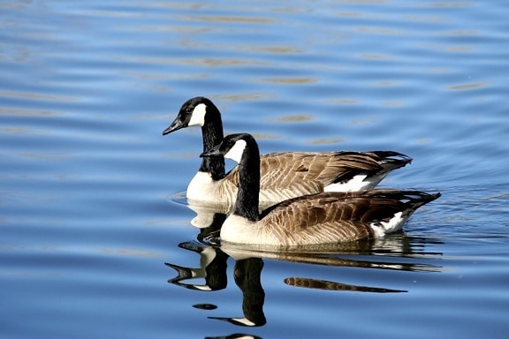 Канадски гъски, птици, синя вода, езеро