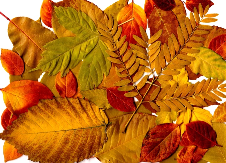 autumn, leaves, collage
