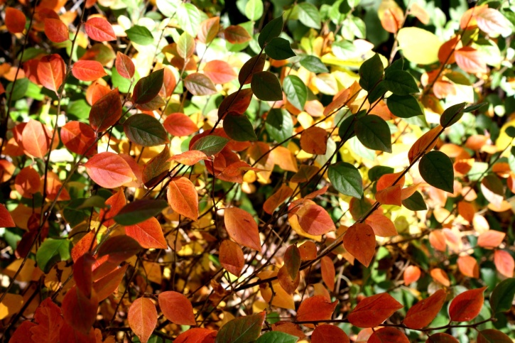 цветни листа, през есента, листа, текстура