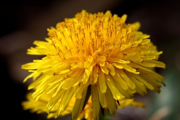 dandelion, flower, close up