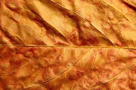 feuilles séchées, de près, texture
