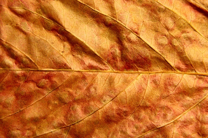 sušených listov, zblízka, textúra