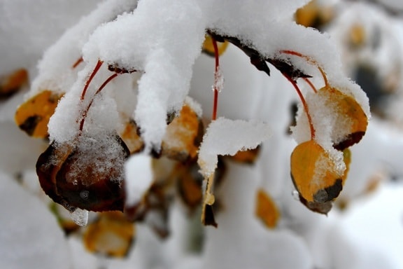 가 단풍, 미루나무 잎, 눈, 겨울