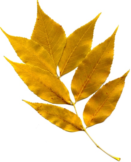 folha dourada, folhas de outono, textura