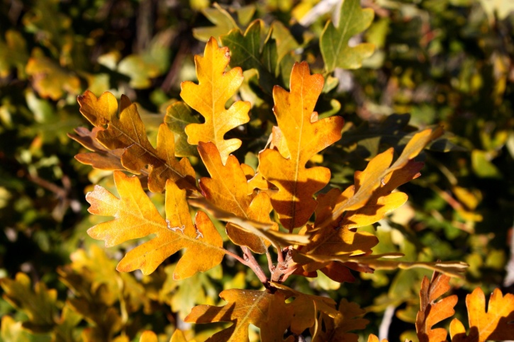 Золотые листья, осень, скраб, дубовые листья, крупным планом