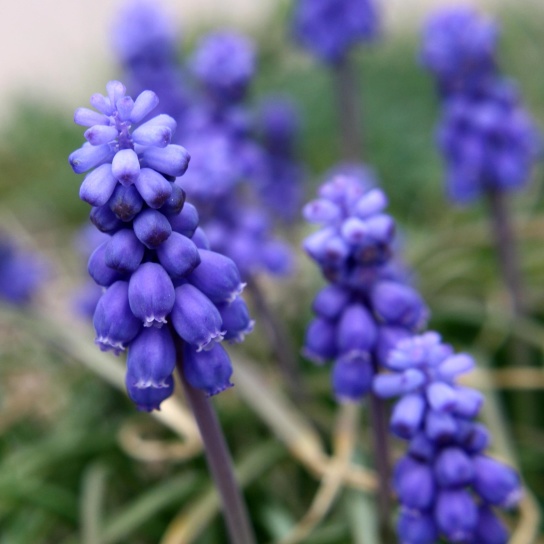 drue hyacinth blomster, lukke