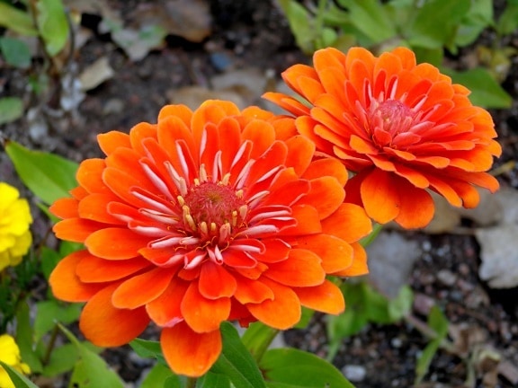 orange flower, zinnia flowers