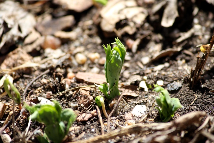 pea sprouts, spring, garden