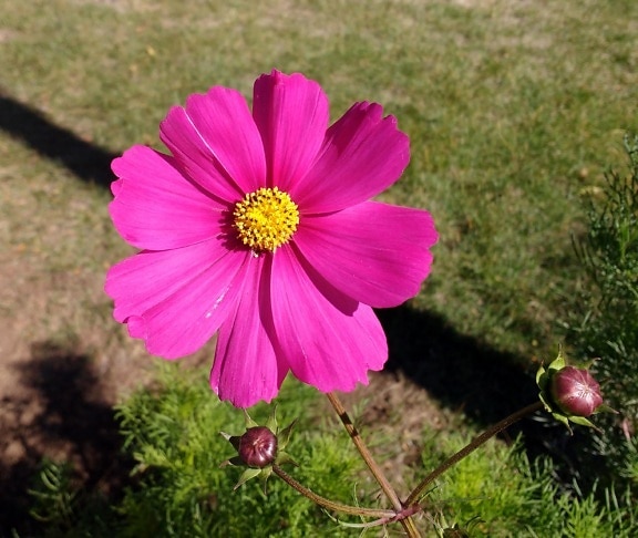 ดอกไม้สีชมพู จักรวาล