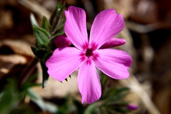 pink, phlox flower, close up