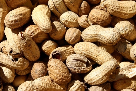 peanuts, shell, seed