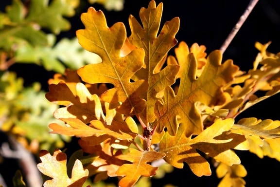 scrub pohon ek, daun-daun oak, musim gugur