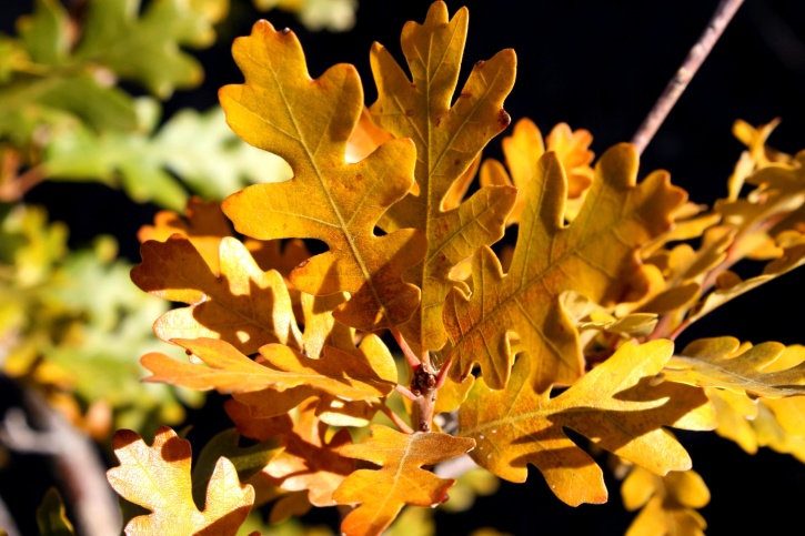 roble matorrales, hojas de roble, otoño