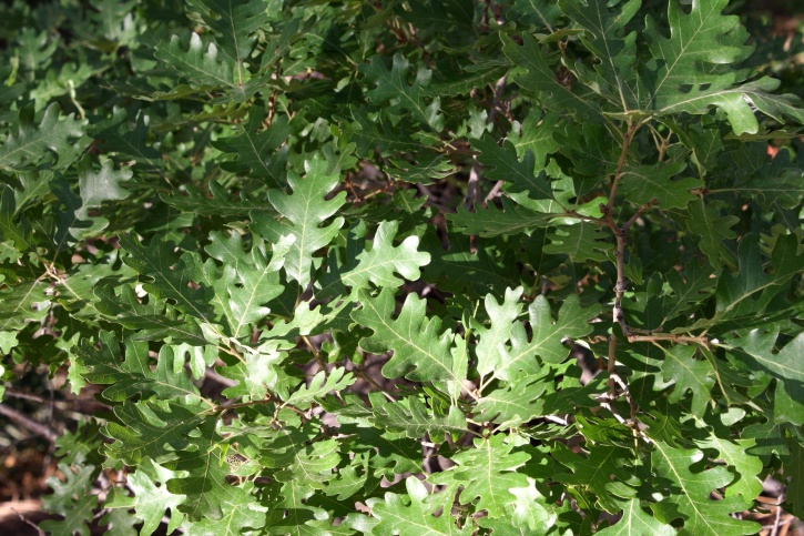 scrub oak, oak leaves, tree