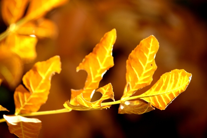 小枝の葉、茶色、黄色、秋、葉します。