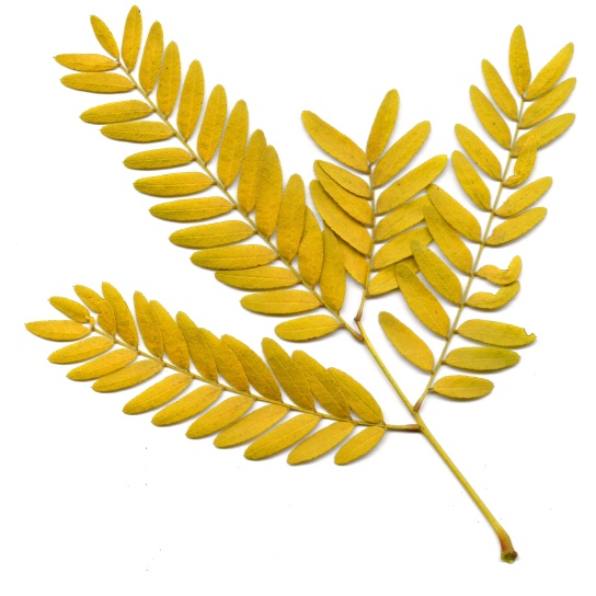 ramita, hoja amarilla, otoño, hojas de langostas