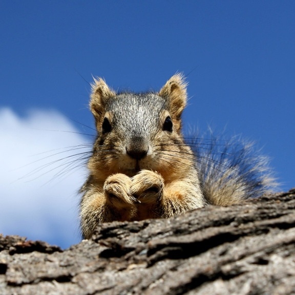 squirrel, peering, branch