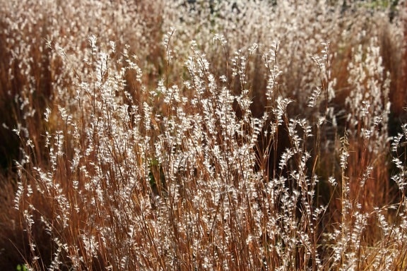 sunlight, autumn, meadow, grass, close up