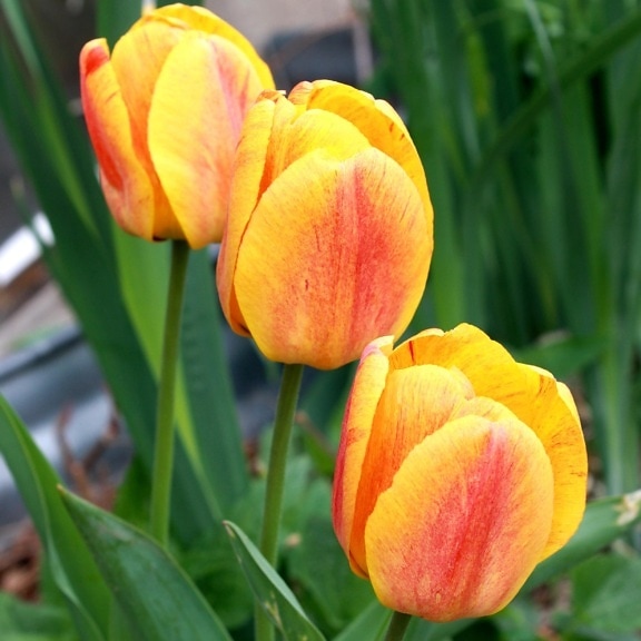 three flowers, yellow flame, tulips flowers