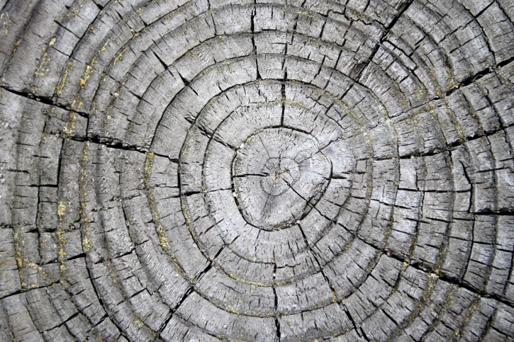 fa gyűrűk, viharvert stump, a textúra, a fa