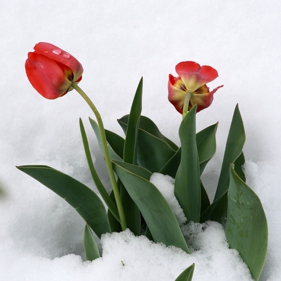 flores de tulipanes, nieve