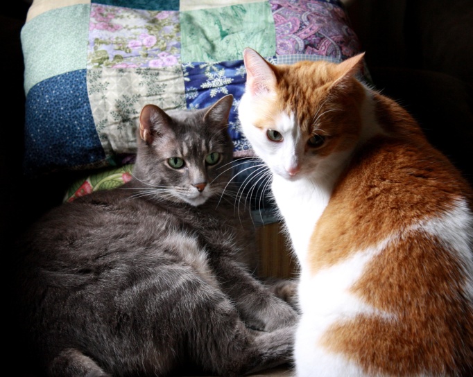 deux chats, chatons