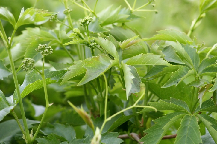 Вирджиния пълзящо растение лозови листа, цветя, цветни пъпки, пролетта