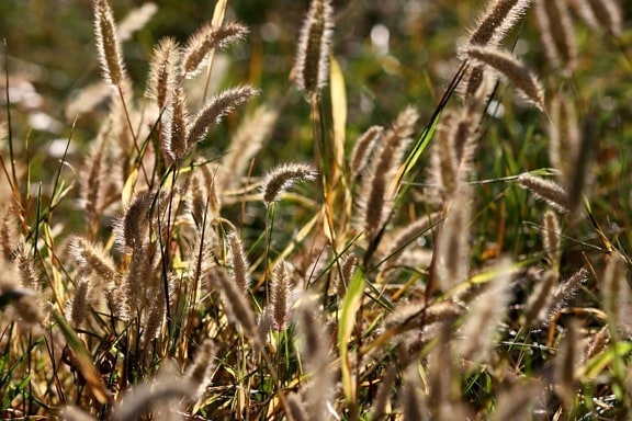 wild grass, seed, grass heads