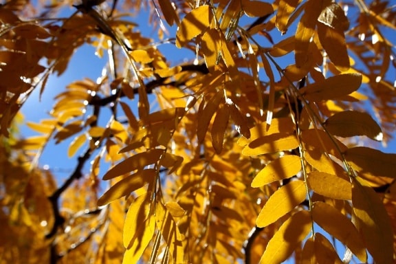 жълти листа, есен, листа от рожкови, затвори, текстура