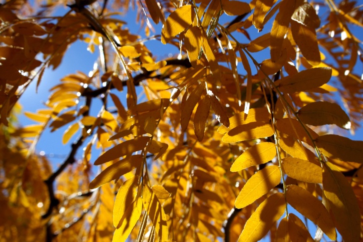 Желтые листья, осень, листья саранчи, крупным планом, текстура