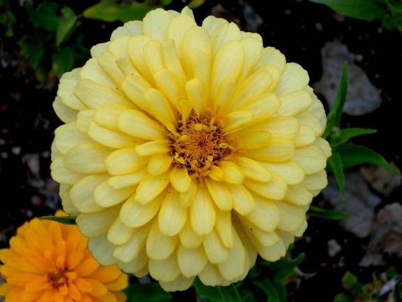fleur jaune, fleur de zinnia