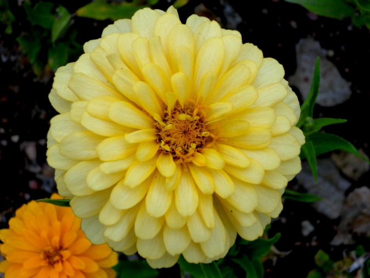 yellow flower, zinnia flower