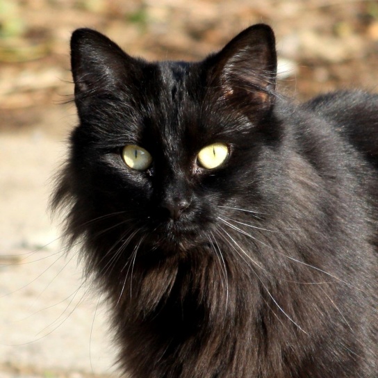 czarny kot, oczy, z bliska