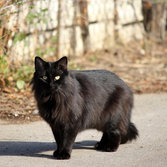 black cat, longhaired cat