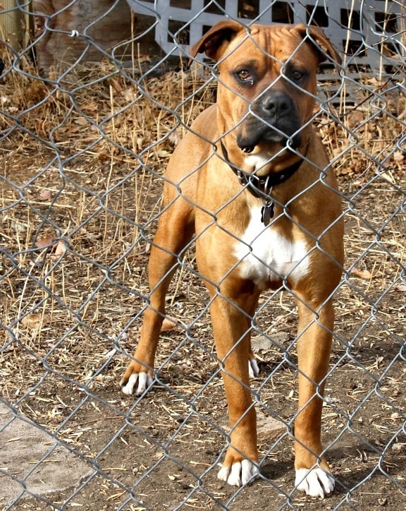 brown dog, behind fence