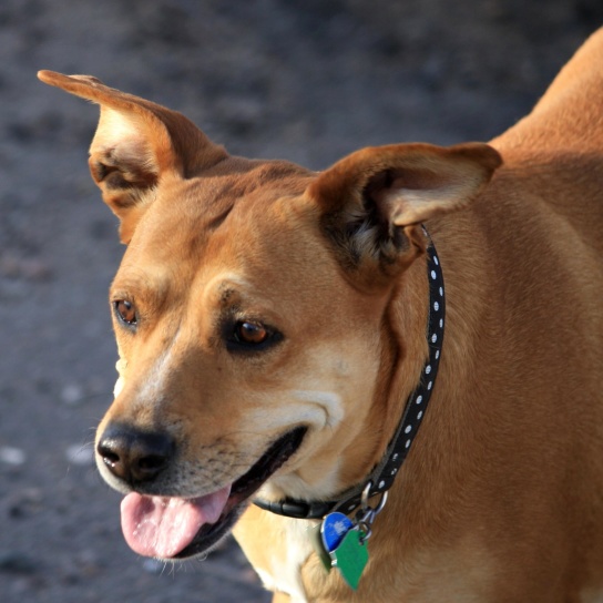 brun hund, perky öron