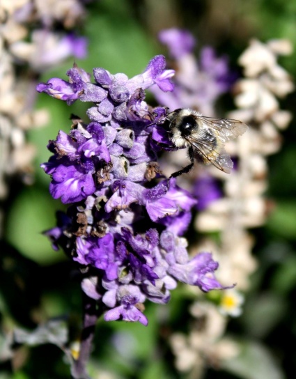 insect, bumble bee, purple flowers