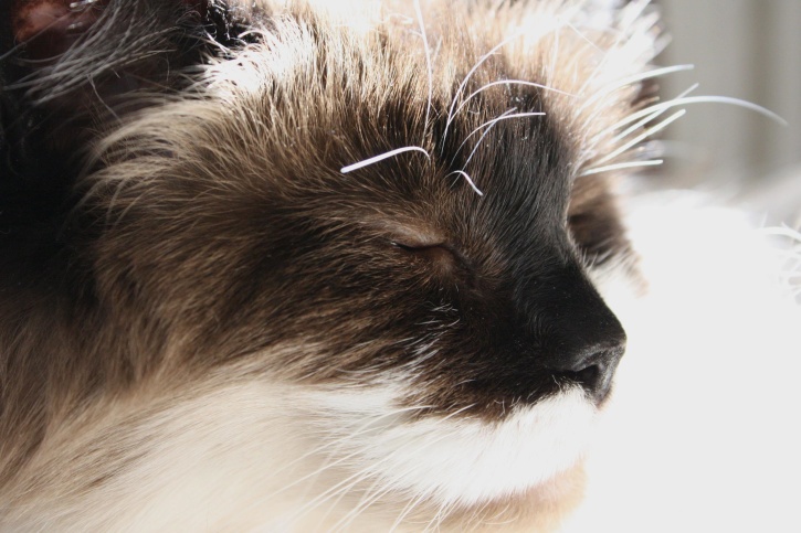 γάτα, τα μάτια κλειστά, basking, sunbeam, κοντινό πλάνο