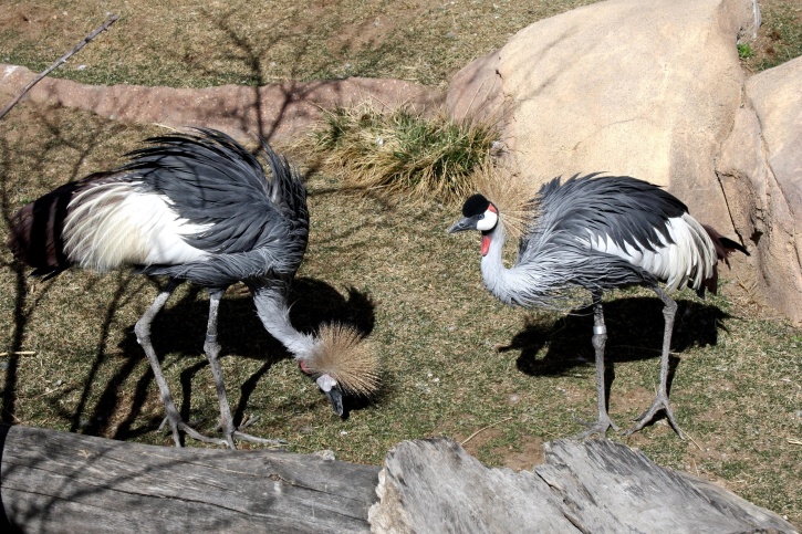 east African grey crowned crane birds (Balearica regulorum)
