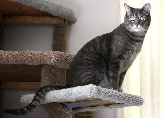gray tabby cat, kitty, climbing cat