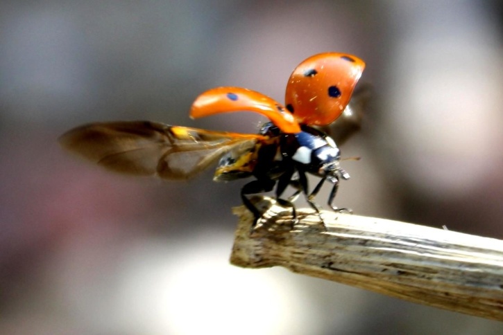 ladybug, flight