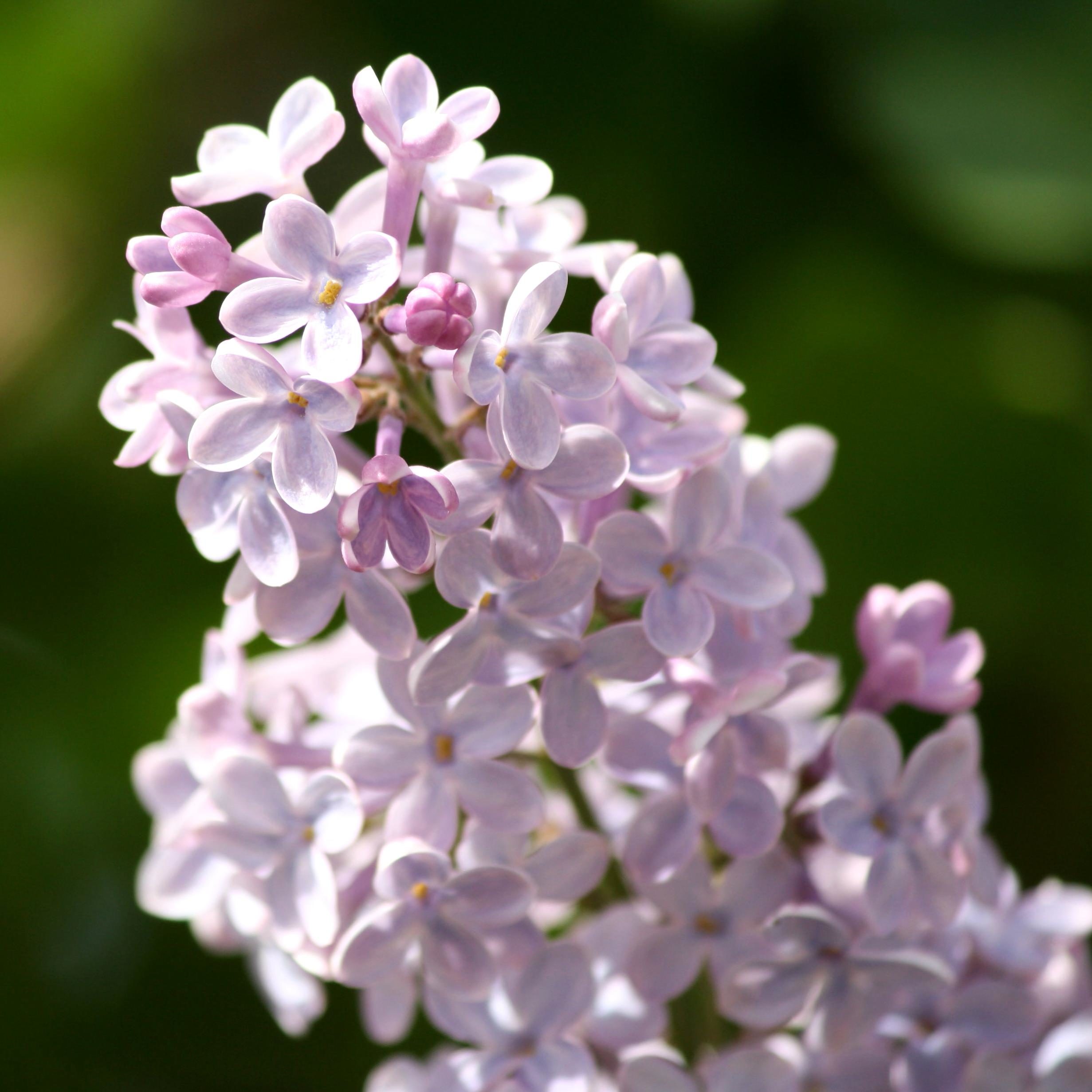 Imagen gratis: flores de color lila