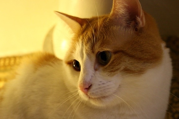 orange cat, white kitty, face, close up